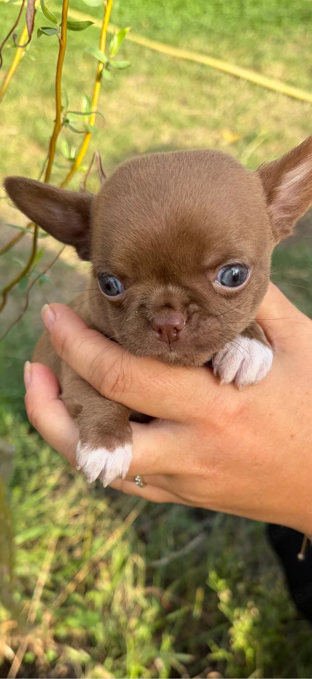chihuahua welpen suchen zuhause 1 noch frei 