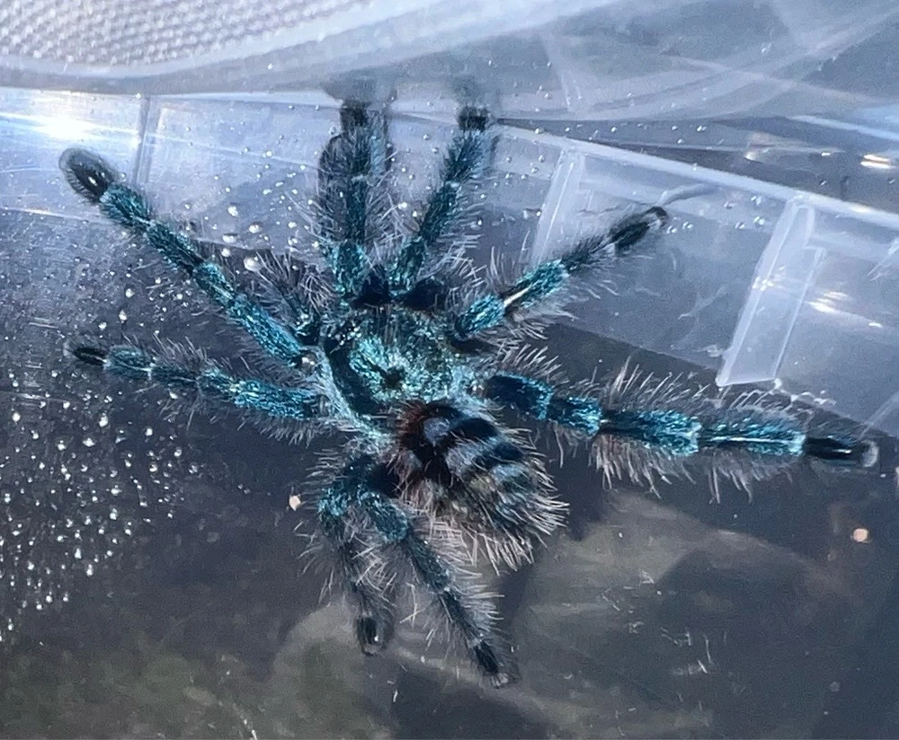 caribena versicolor