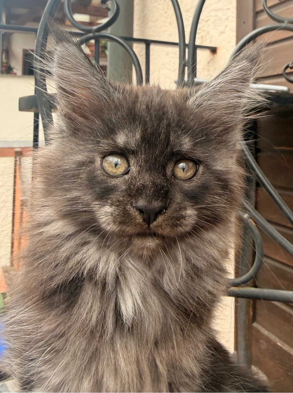 XXL Main Coon Kätzchen mit Stammbäumen