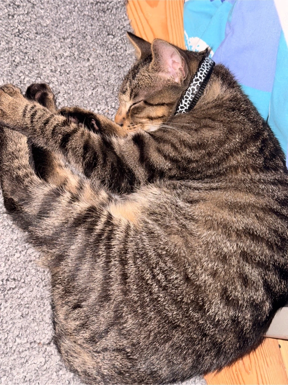 Balu sucht ein neues liebevolles Zuhause   