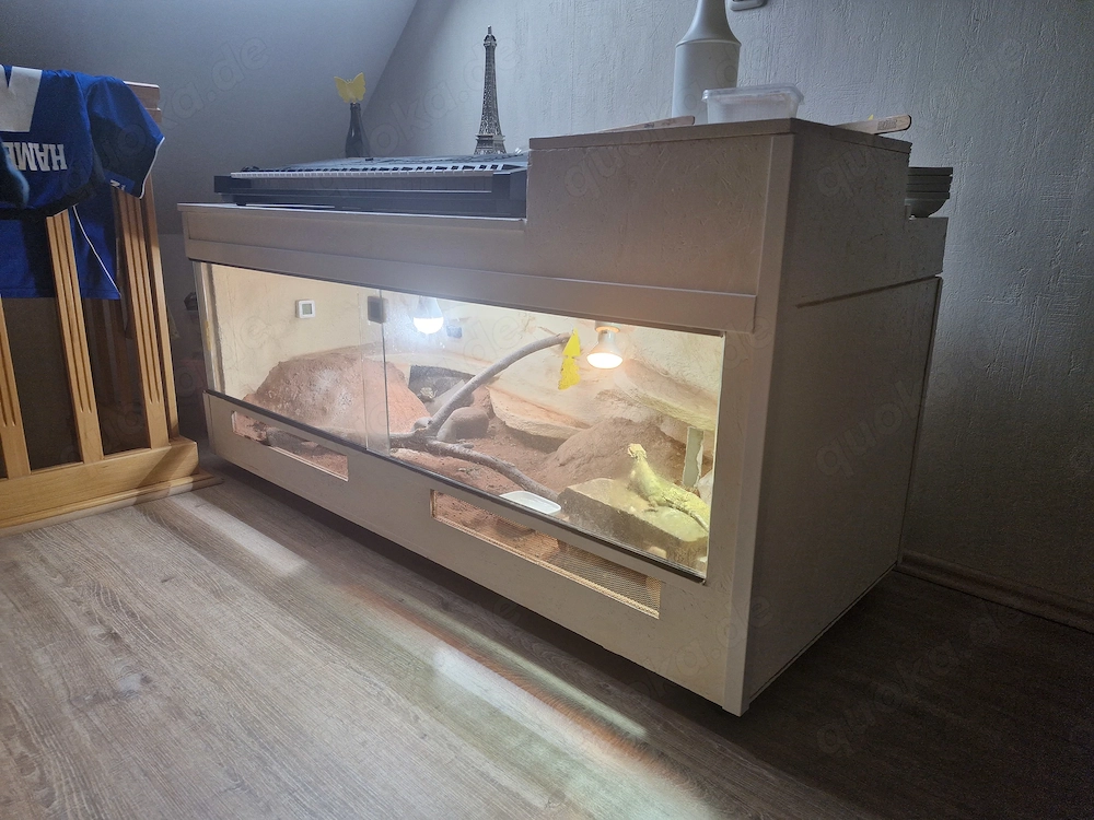 Zwergbartagamen pärchen abzugeben komplettmit 2 Terrarien