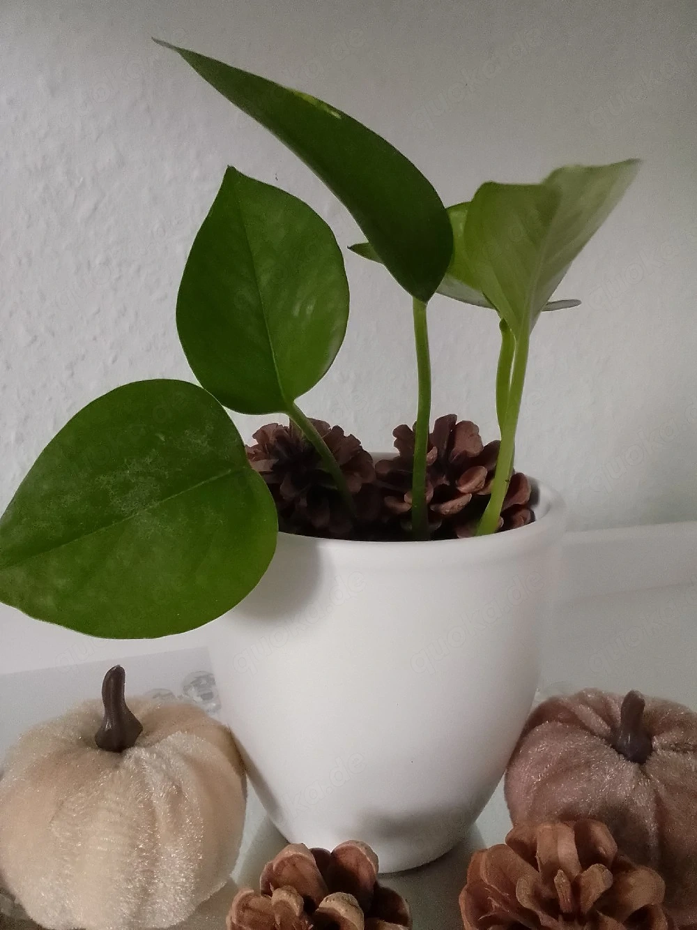 Zimmer Pflanzen Dekoration & Geschenk Ideen 