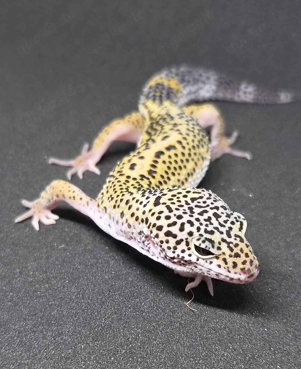 Black Night Cross het. Eclipse Blizzard  Leopardgecko 