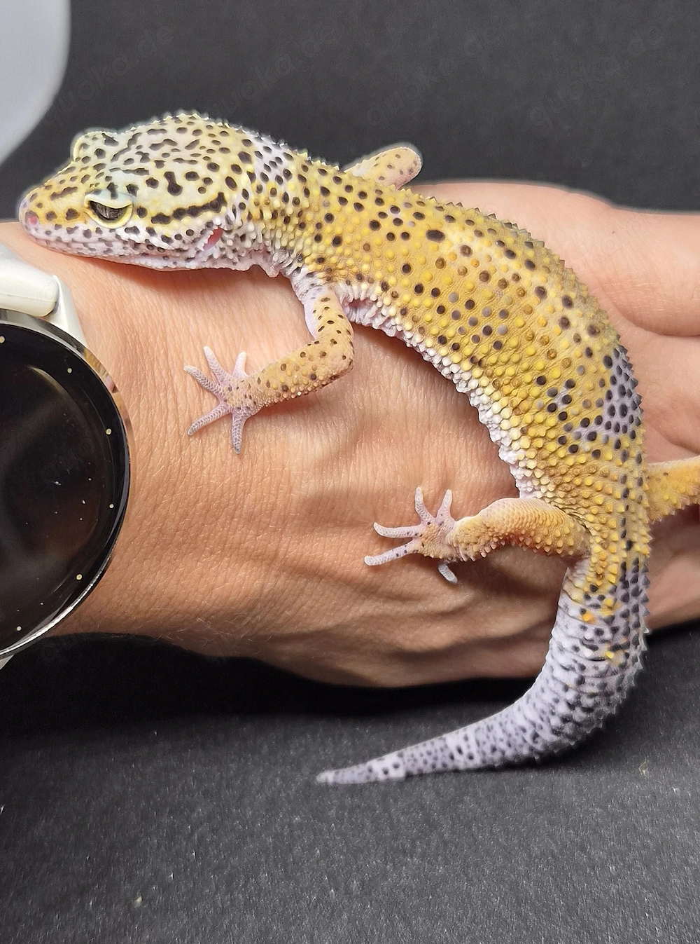 BN cross het Eclipse het Blizzard Leopardgecko TSF