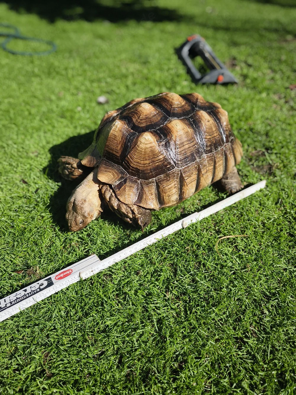 Spornschildkröte, Landschildkröte, Schildkröte