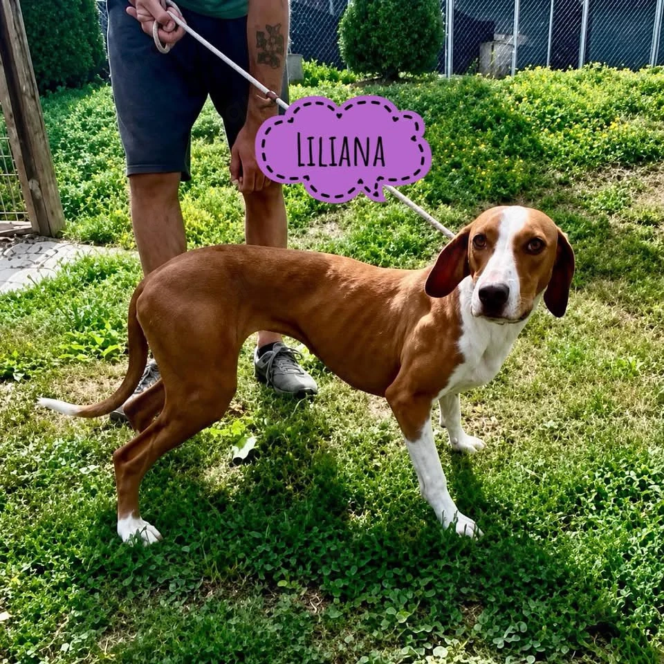 Liliana, sanfte und zarte Hündin, Save Bracke, sucht dringend ein Zuhause