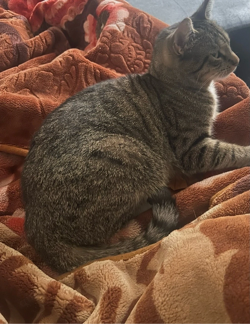 Katzenmama (3 Jahre) mit schwarzem Kitten-Weibchen sucht liebevolles Zuhause 