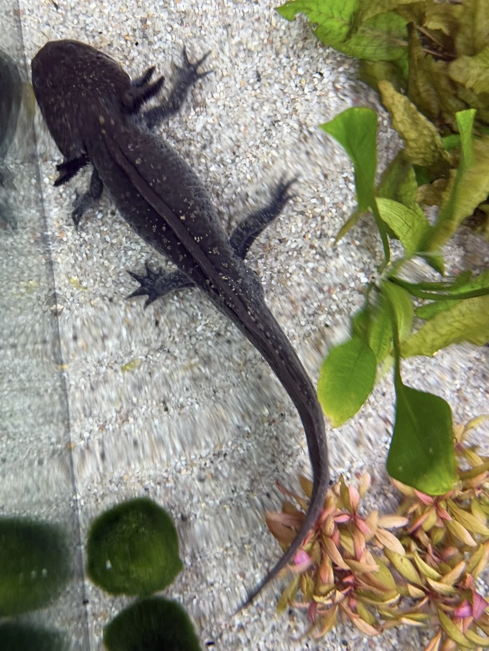 Axolotl schwarz Bock Wildling mit Goldpigmenten