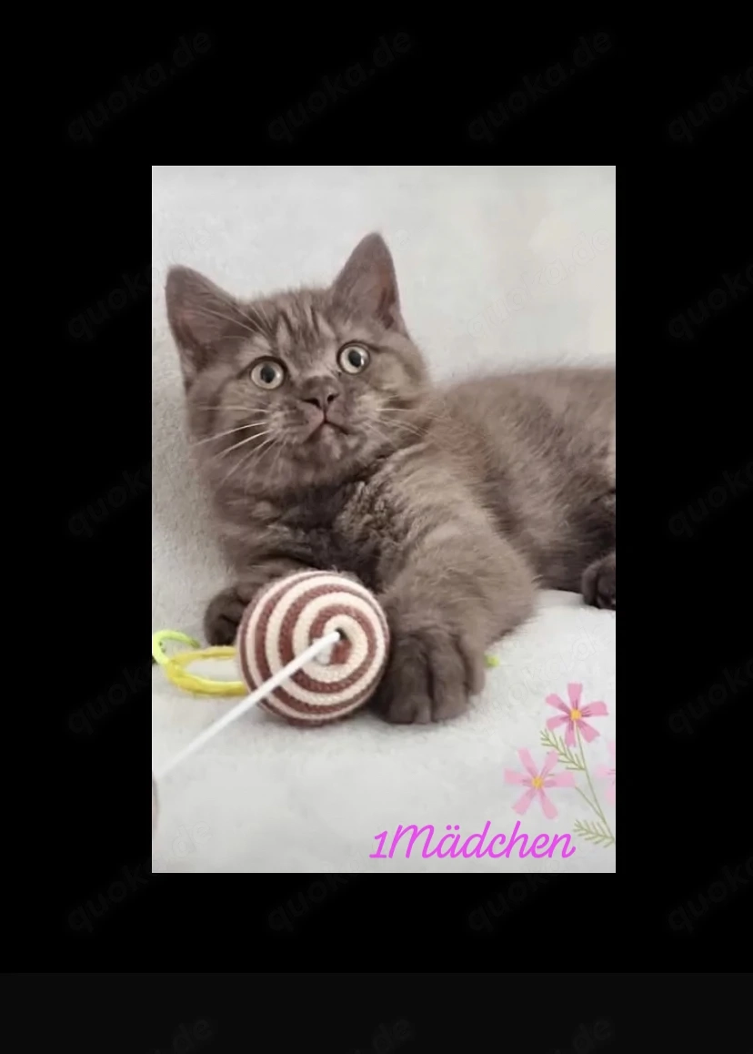 Süße BKH Kitten suchen ihr Traum zu Hause  bei Liebhaber! 