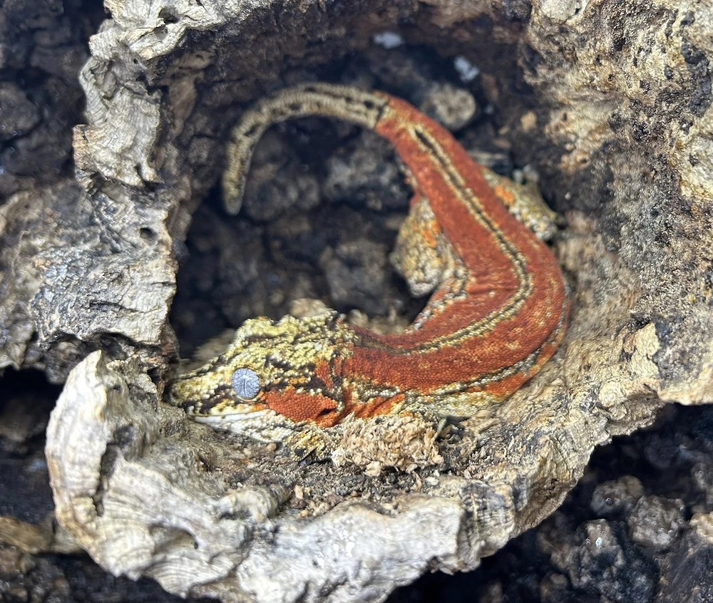 Höckerkopfgecko   Rhacodactylus auriculatus.