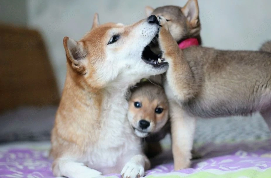 Wunderschöne Shiba-Inu-Welpen mit rotem Fell 