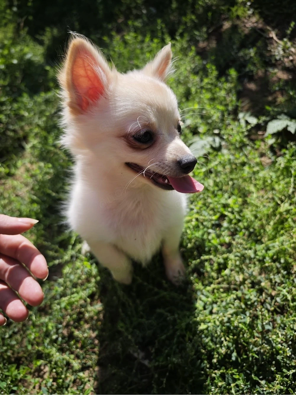 Pomchi Chihuahua Zwergspitz Welpen 
