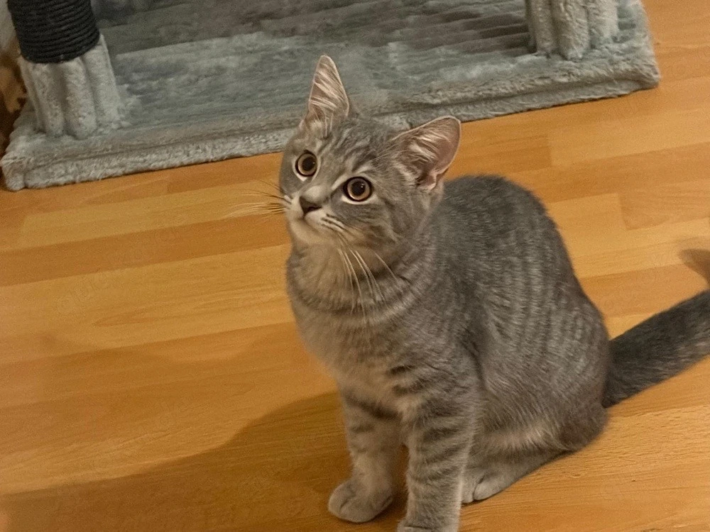 Britisch-Kurzhaar-Kater sucht sein liebevolles Zuhause!   