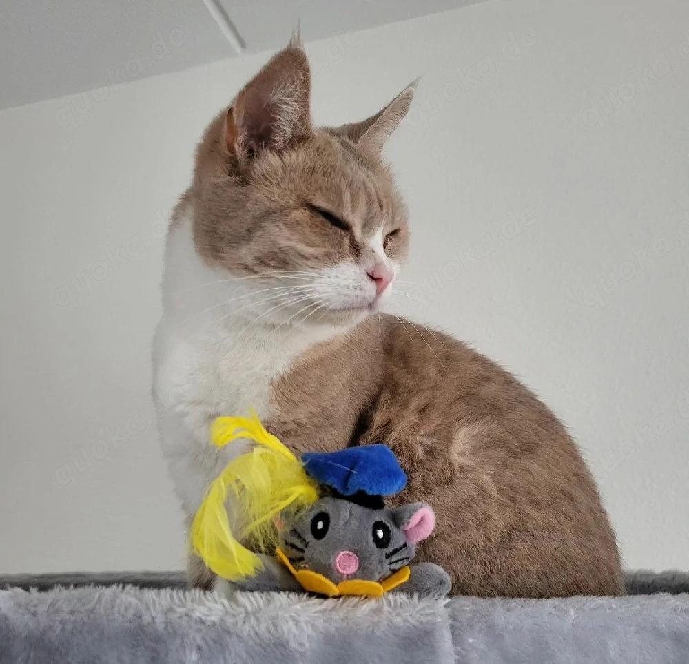 Bina   Europäische Kurzhaarkatze mit einem großen Herzen.