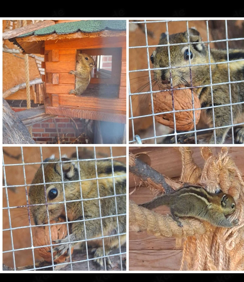 Verkaufe Baumstreifenhörnchen 