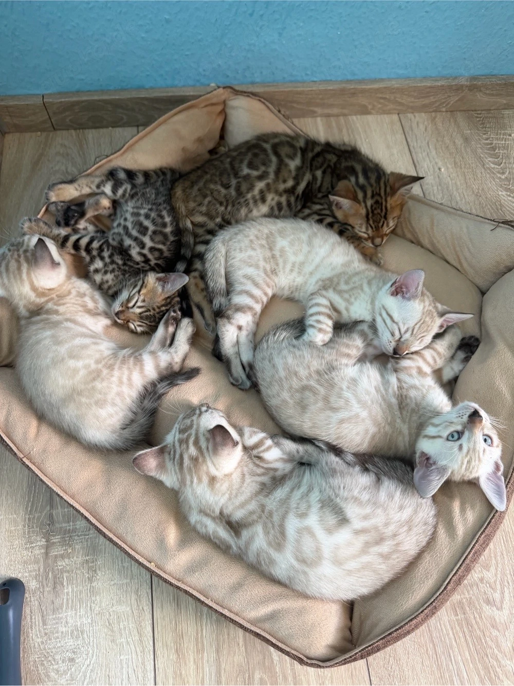 Bengal Kitten