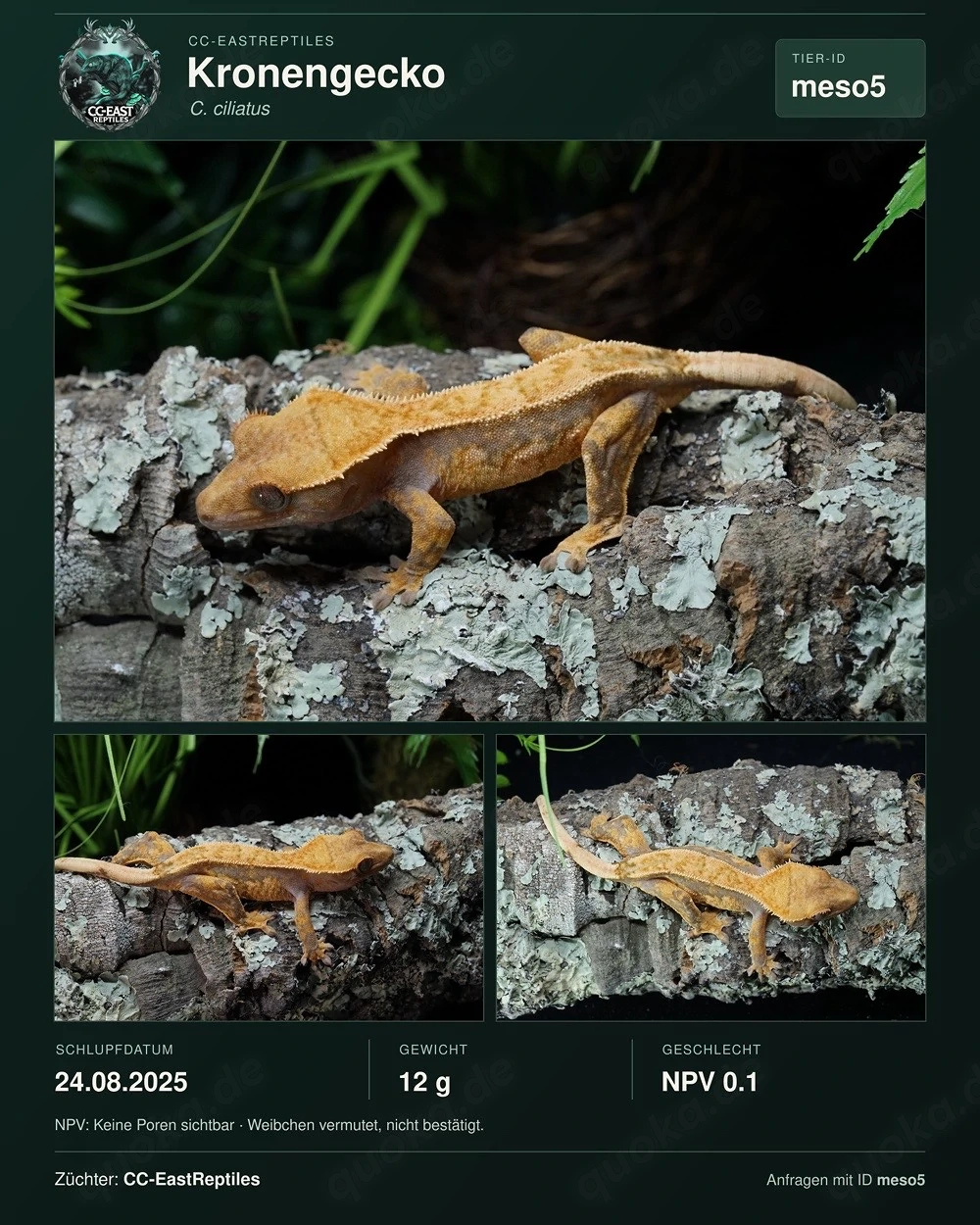 Kronengeckos Hamm C. Ciliatus Morphen NZ