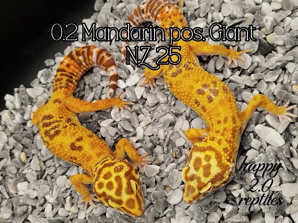 0.2 Mandarin pos. Giant Leopardgeckos 