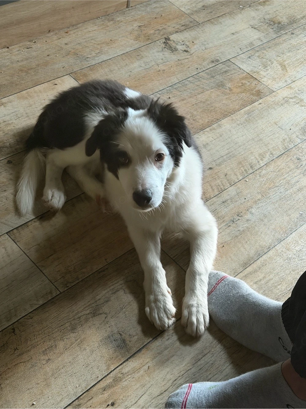 Junger Border Collie 