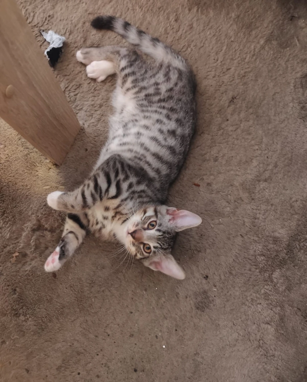 Bengal mix Kater 15 Wochen alt 