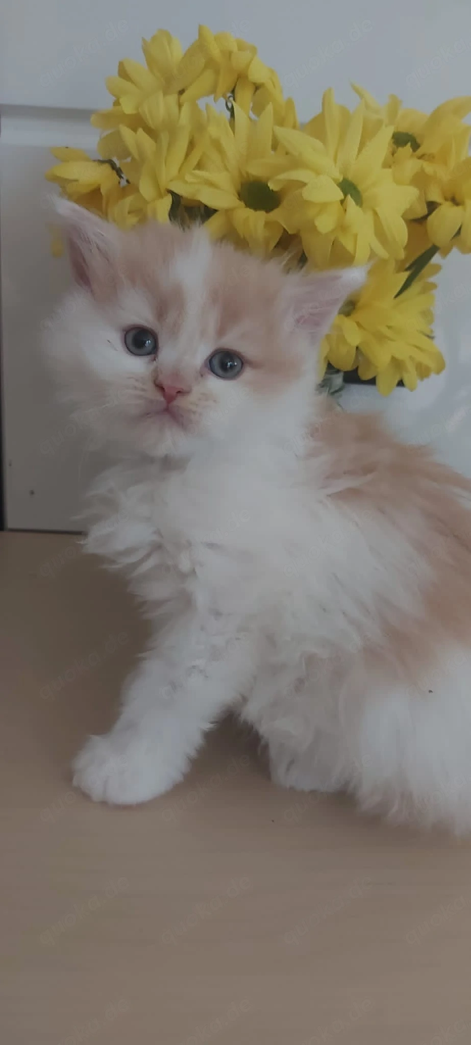BLH- MAINE CON Kitten Red- und Blue-White