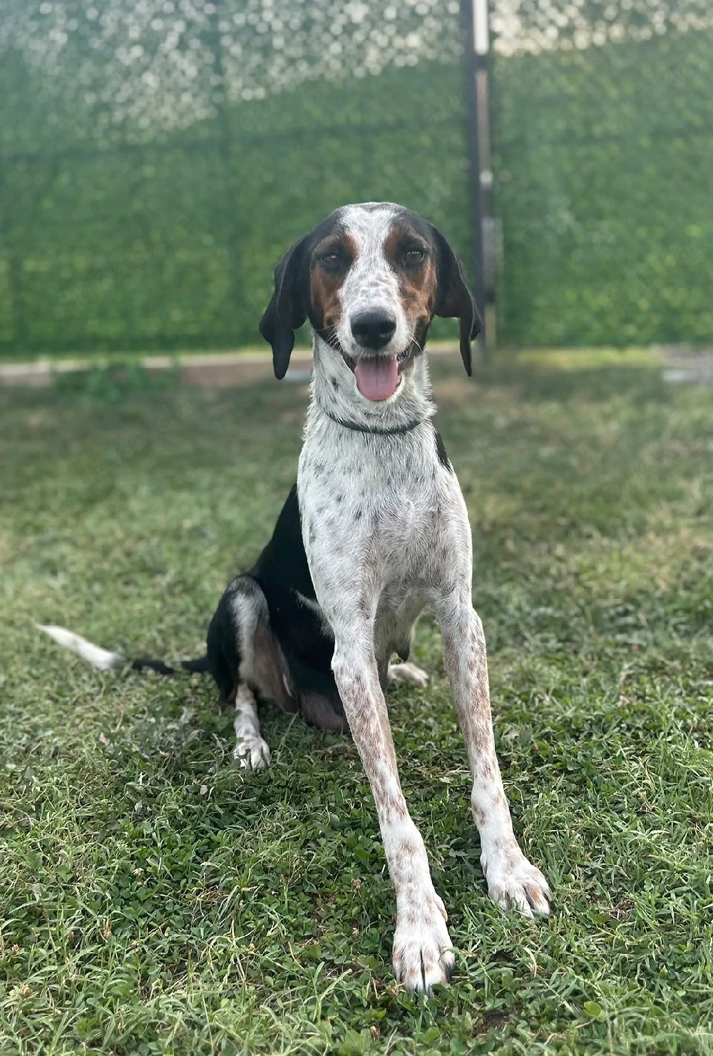 Hündin zum adoptieren 
