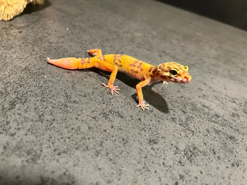 leopardgecko jungtier weibchen 