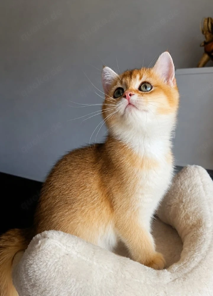 BKH Reinrassige Kitten Golden Chinchilla 