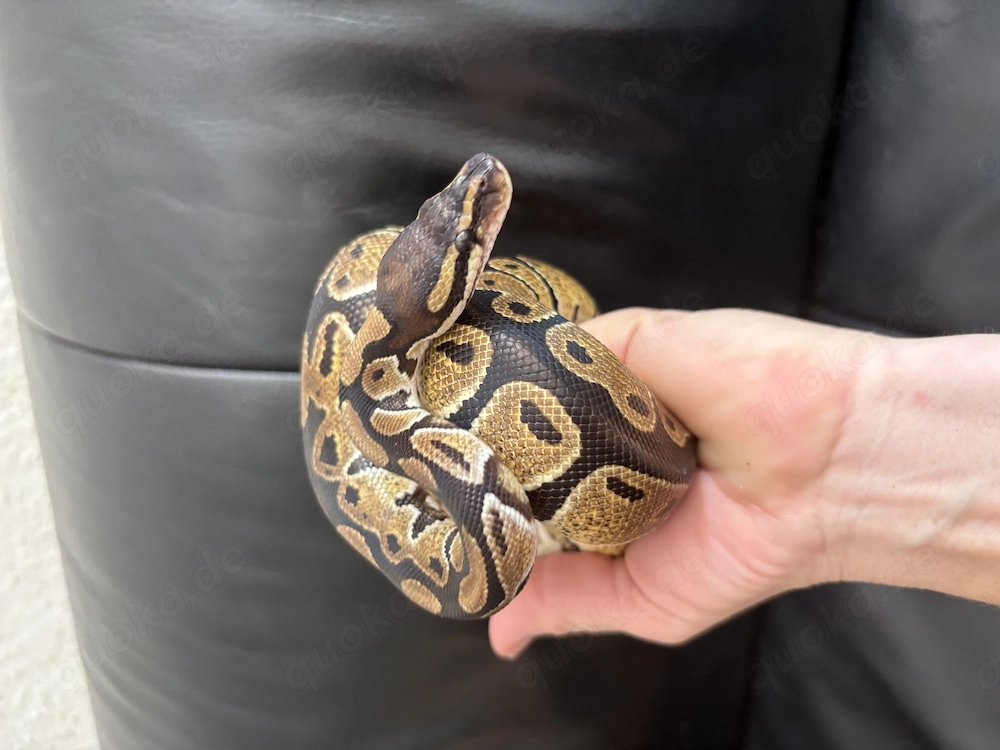 Königspython aus eigener Zucht, Jungtier, Python regius, Ballpython