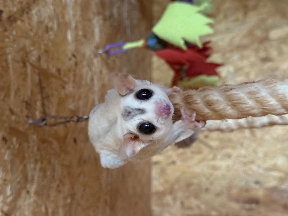 Zuchtpaar Sugar Glider sucht neues zuhause