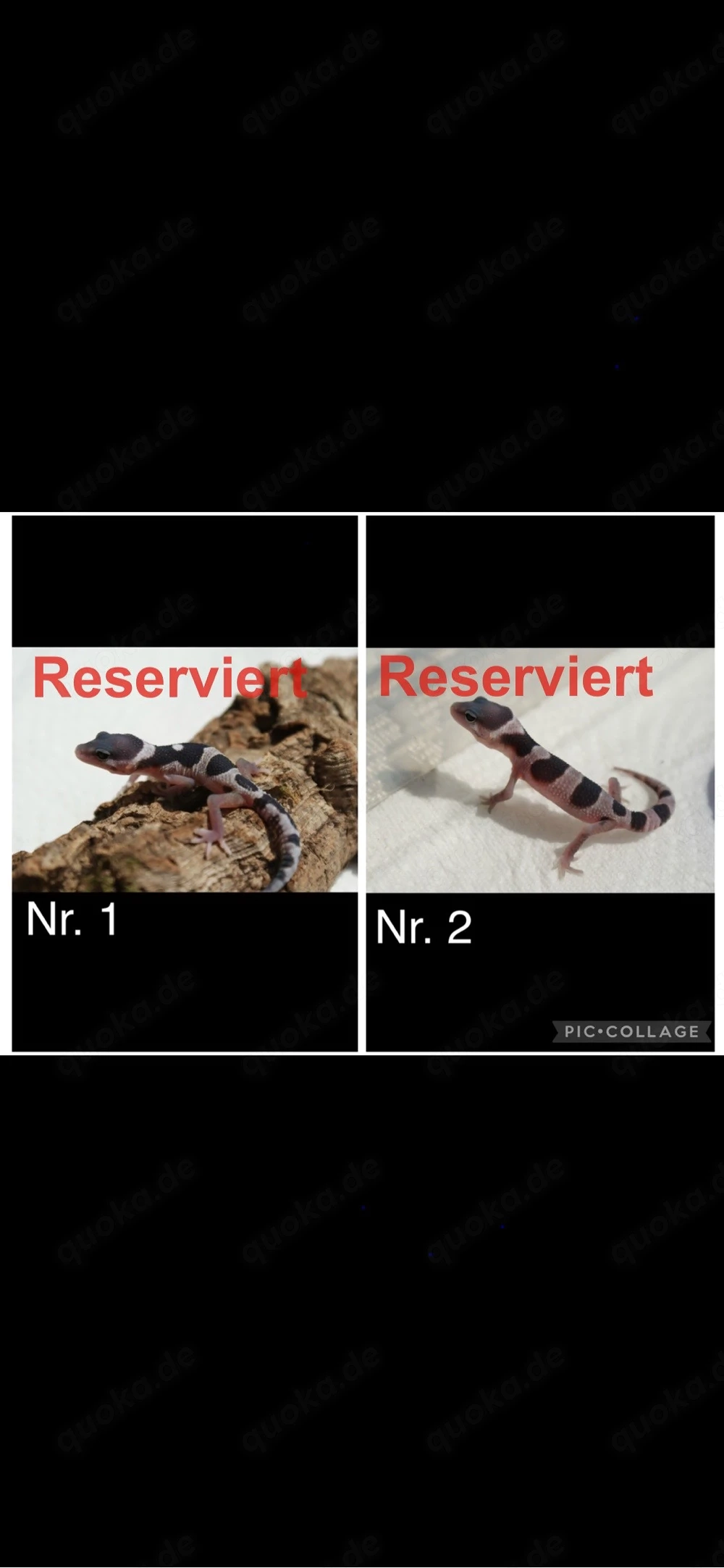 Junge Leopardgeckos 
