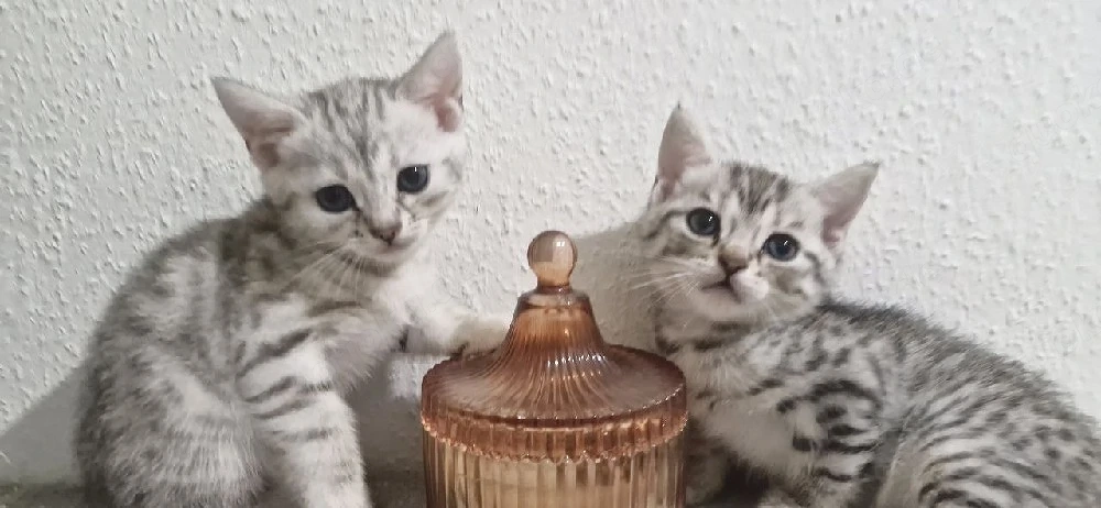  5 süße Kitten suchen liebevolles Zuhause