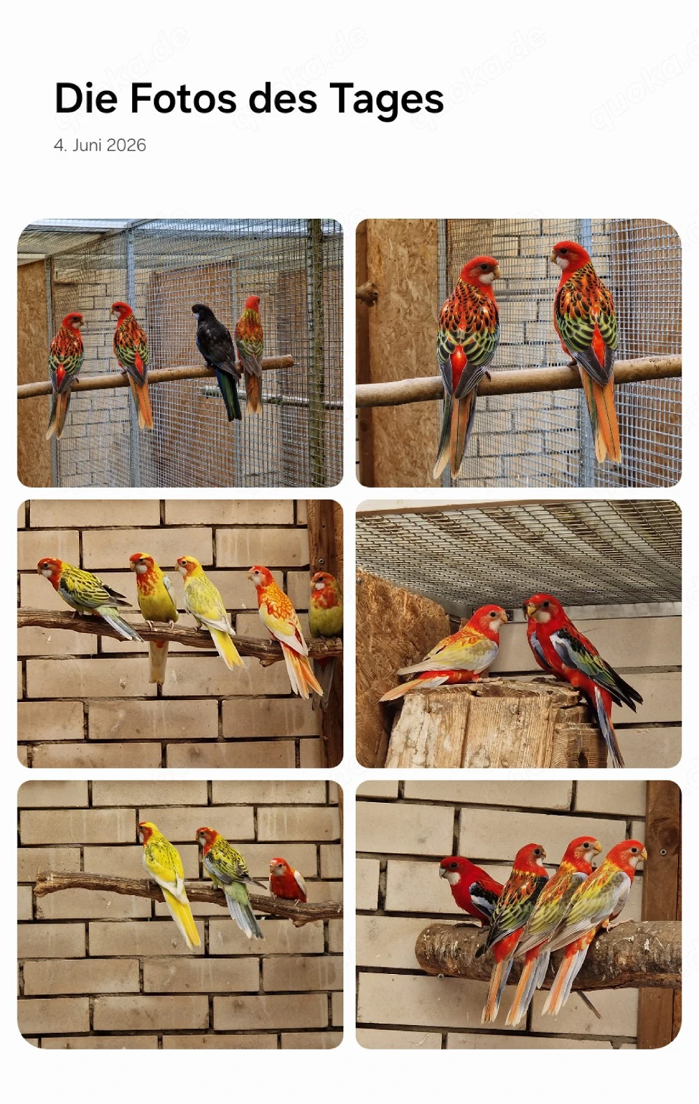 Rosella aus 2026