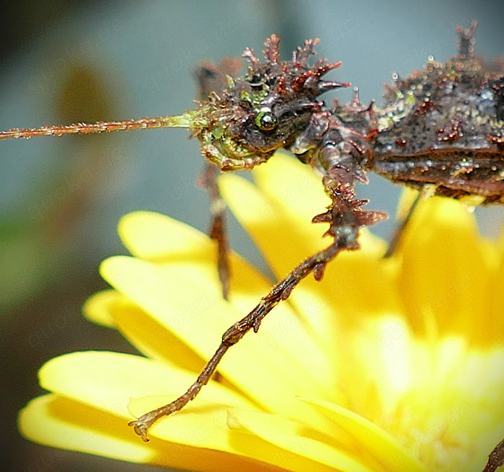 Endspurt-Sommer-Sonderangebot abzugebende Tiergruppen!   Phasmiden   Insekten