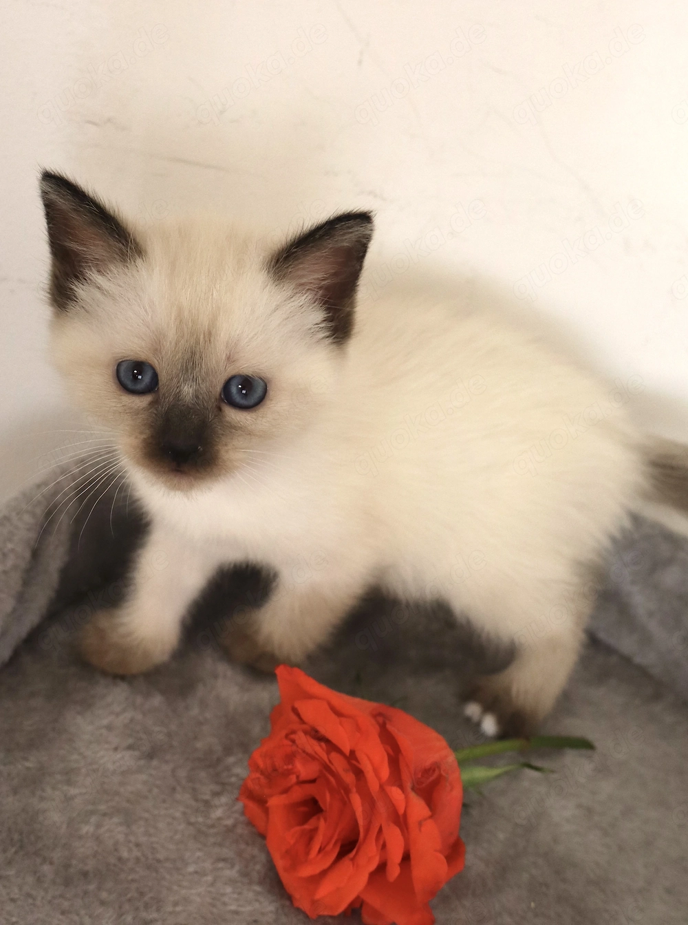 Heilige Birma Siam kitten 