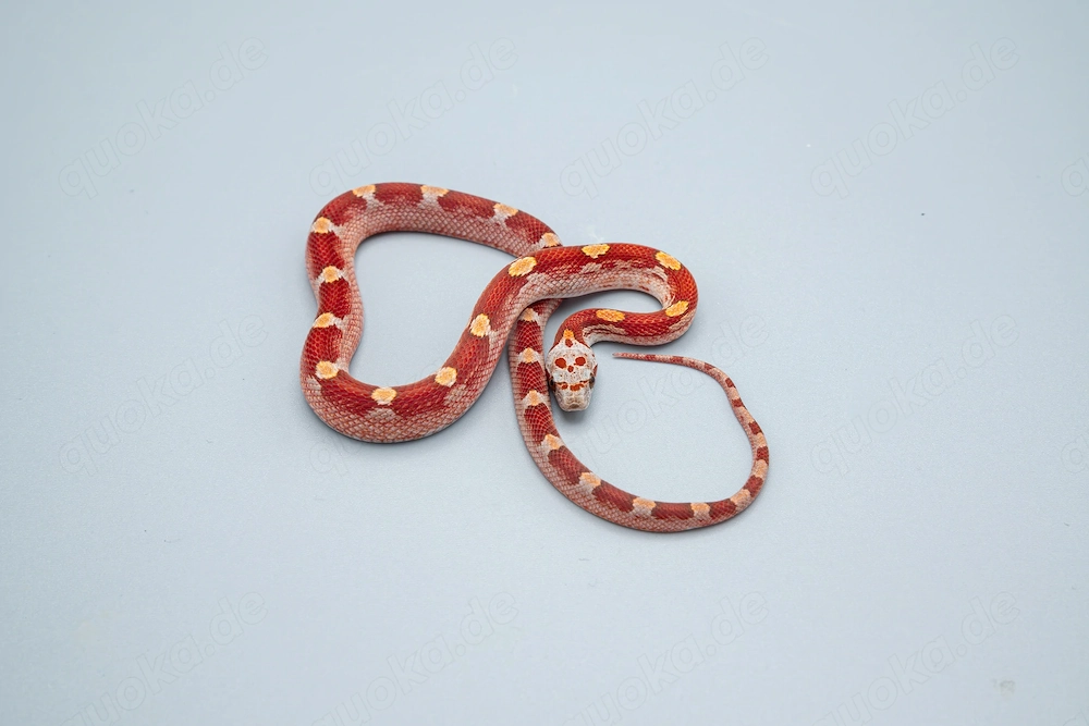 1.0 Hypo Bloodred Motley Pied Kornnatter