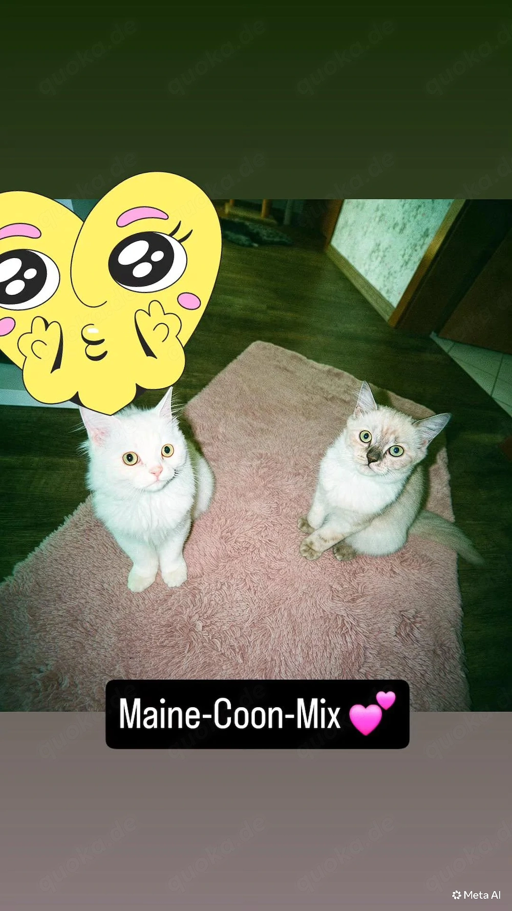 !!!Achtung  Die letzten Maine-Coon-Mix-Kätzchen sucht noch ihr Zuhause!