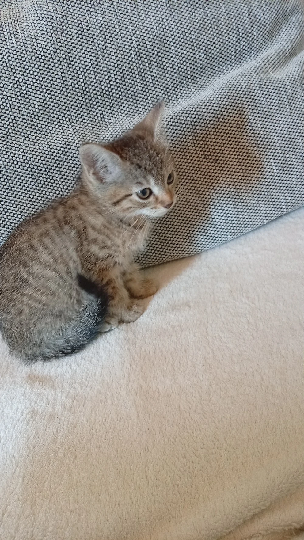 Kitten Kätzchen 