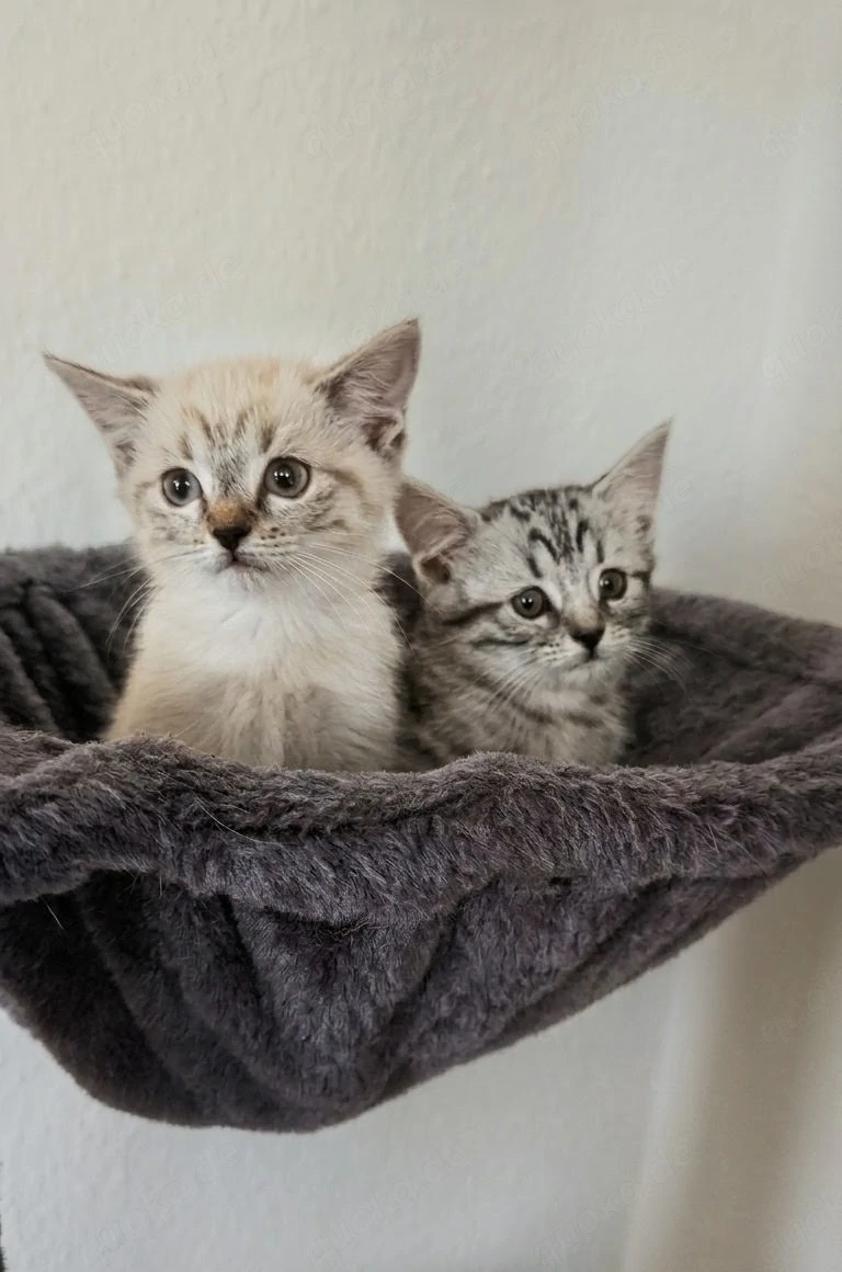 Kitten Mix zum verlieben 