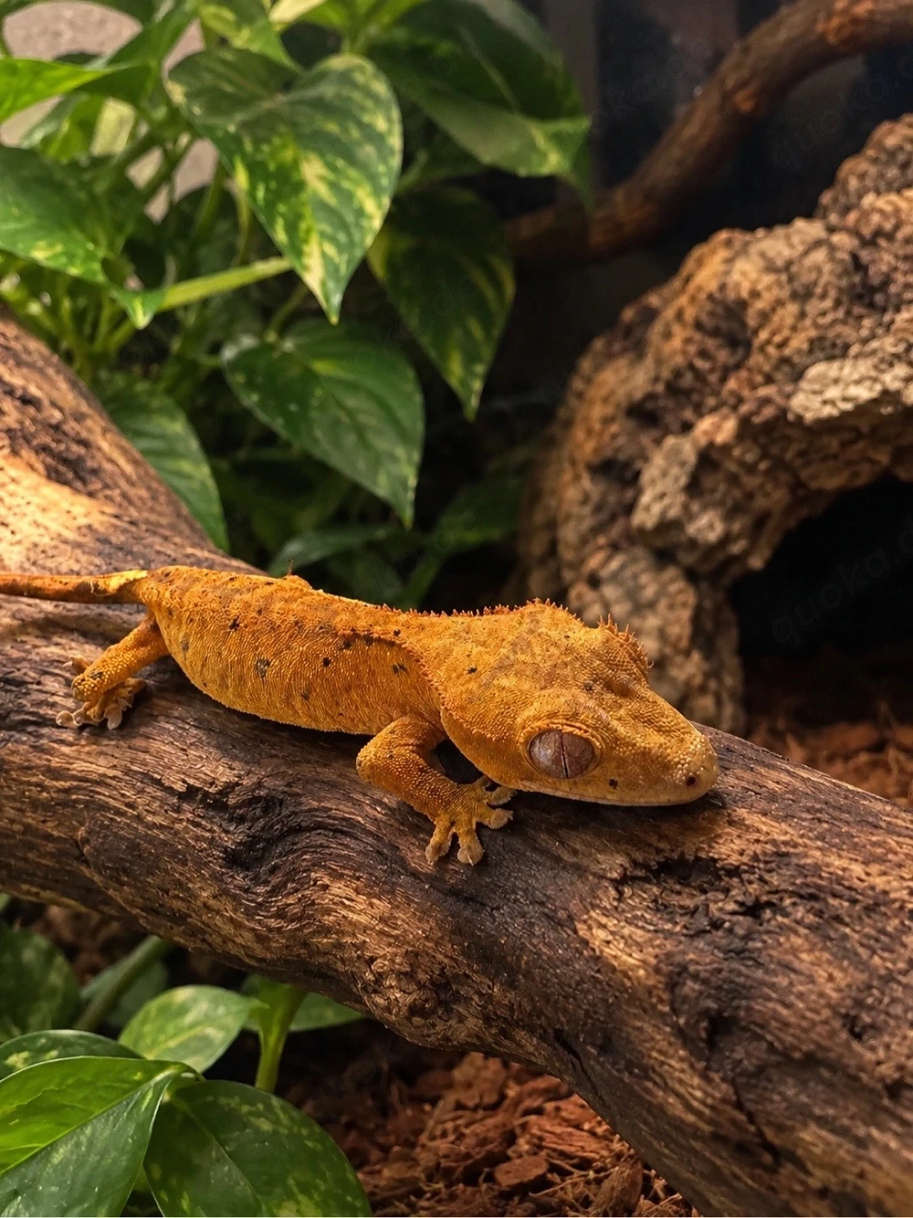 kronengecko-jung-in-kreis-ostholstein-reptilien-terraristik