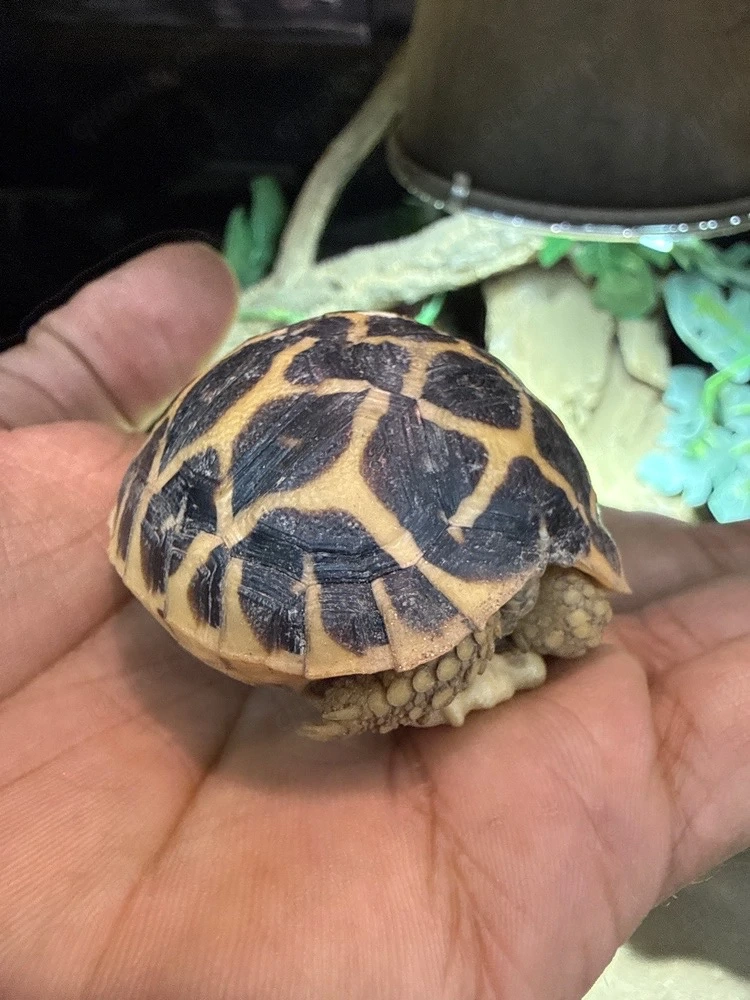 0.0.1 Geochelone elegans   Indische Sternschildkröte