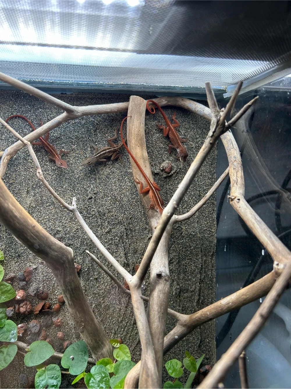 Anolis Sagrei Rot   Braun
