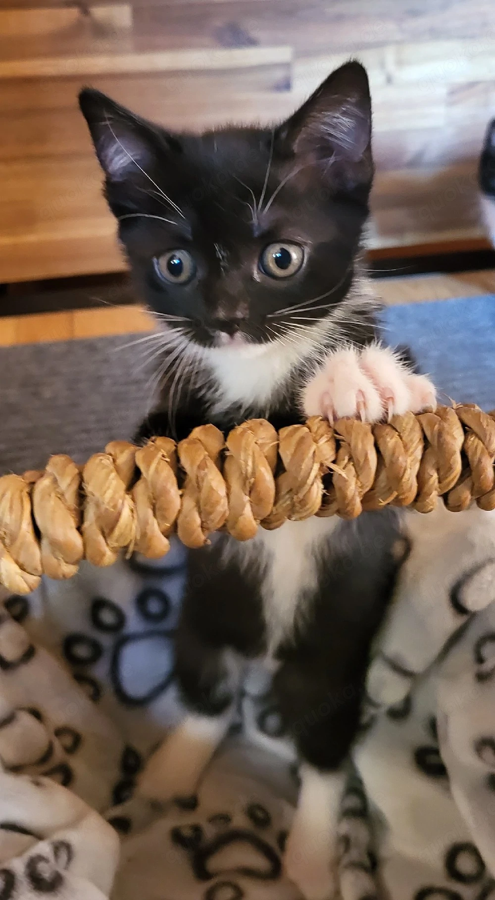BKH-Mix-Kitten 
