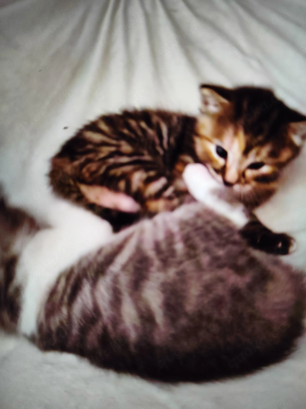 Baby Kätzchen Kitten