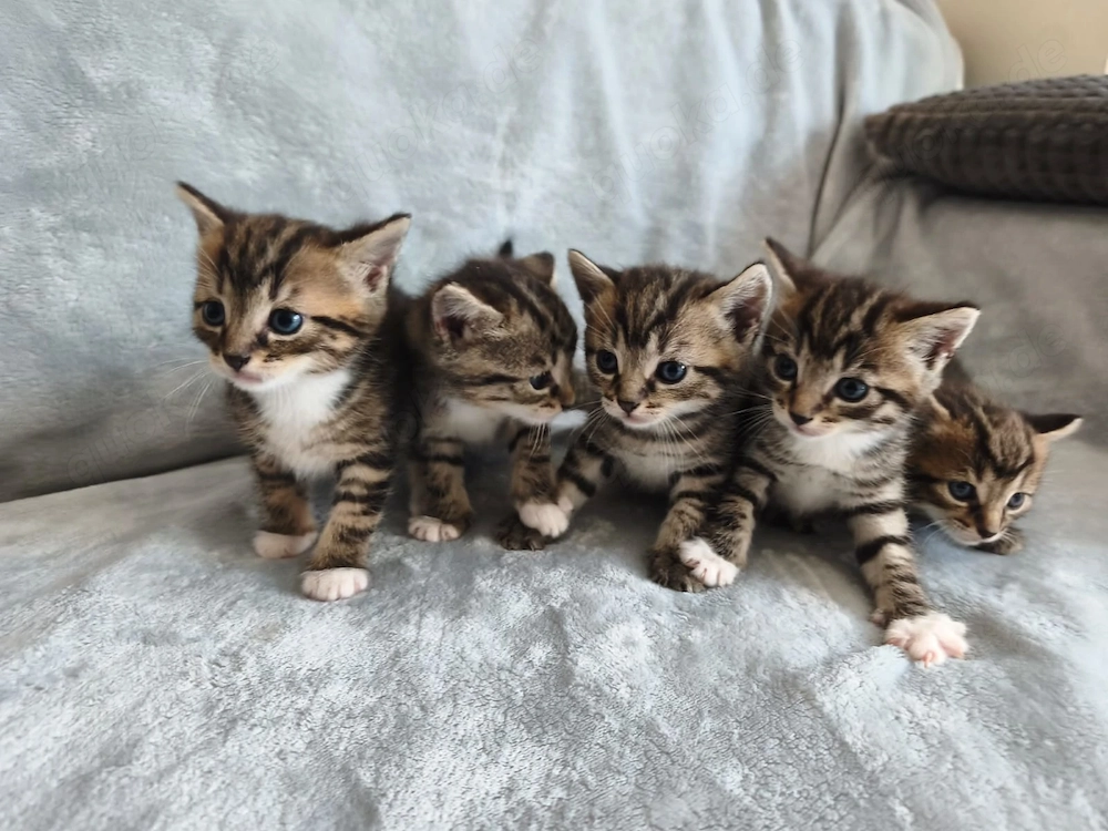 Wunderschöne Kitten suchen ein liebevolles Zuhause