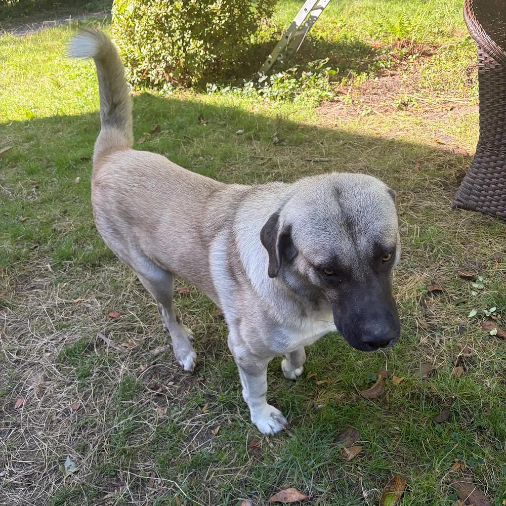 Verspielter Kangal, 1,5 Jahre, sucht Zuhause mit Garten und Zweithund
