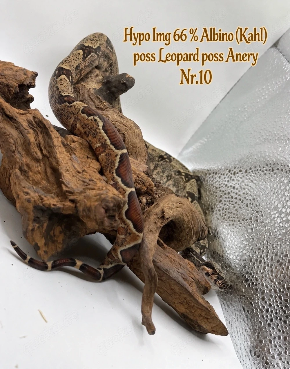  Boa Imperator Jungtier Hypo IMG 66 % Het Albino (Kahl)