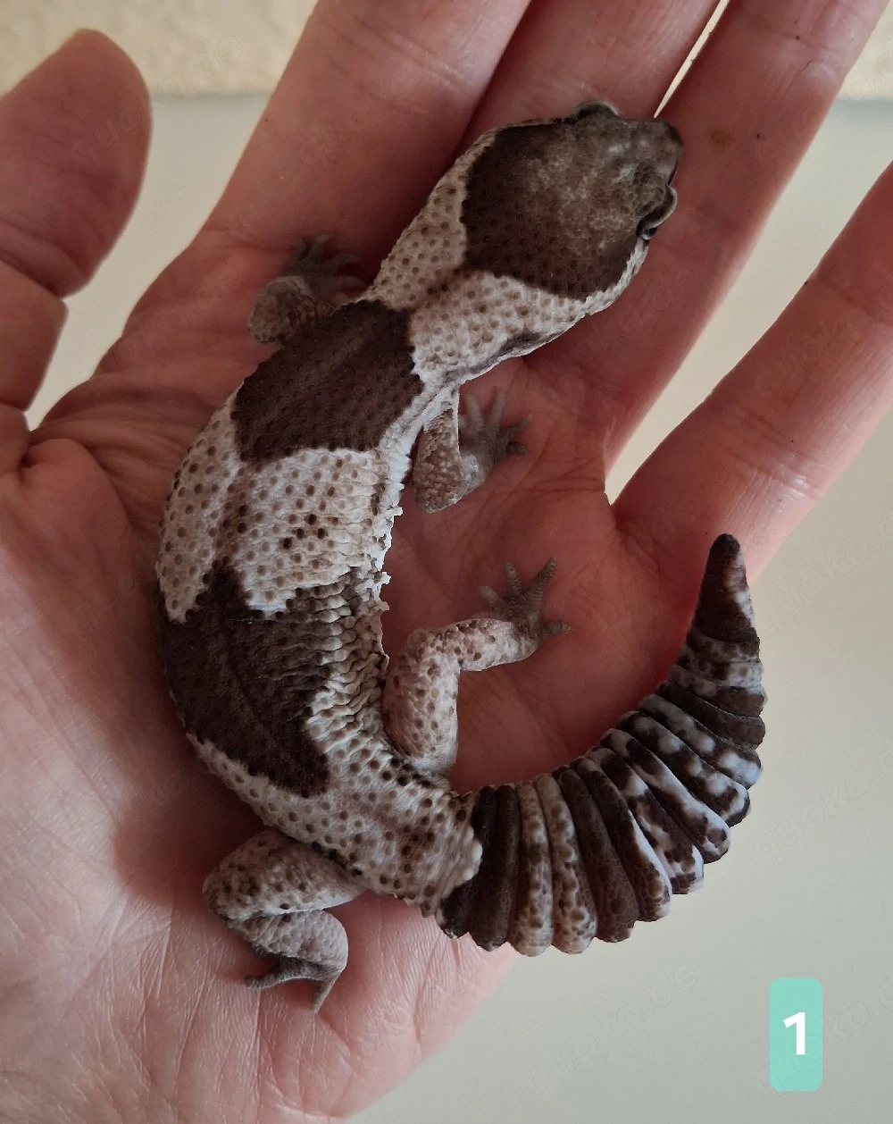 Afrikanischer Fettschwanzgecko aus 2025