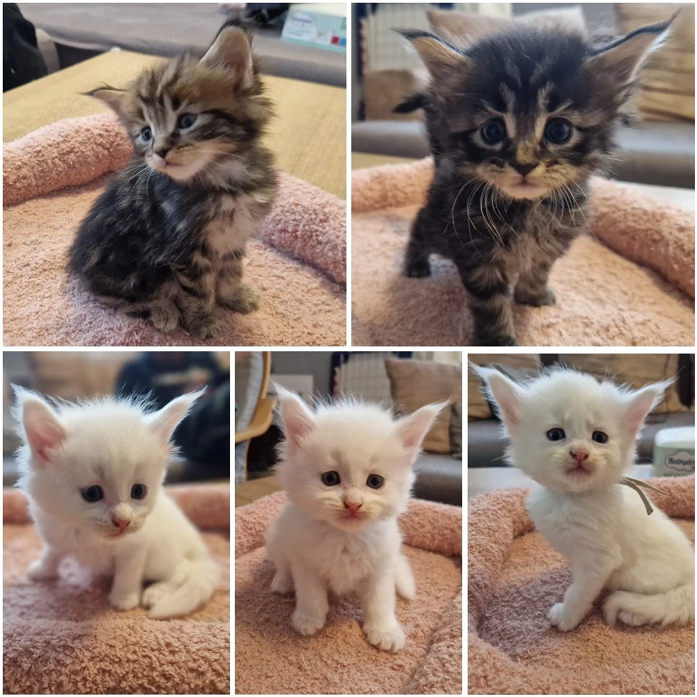 Maine Coon Kitten
