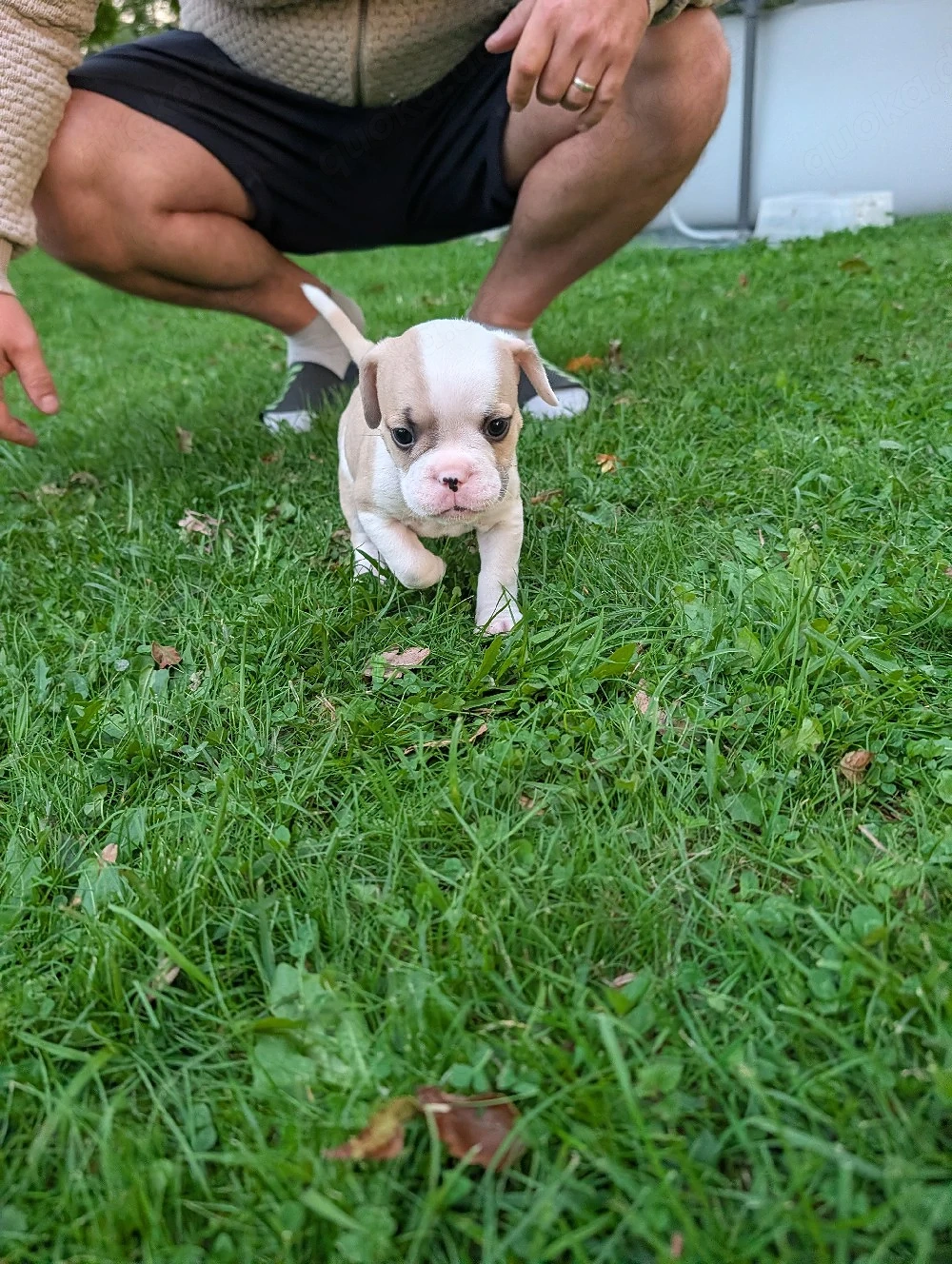 Liebevoll aufgezogene Bulldoggen-Welpen suchen ihr Zuhause